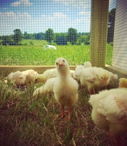 chick.JPG