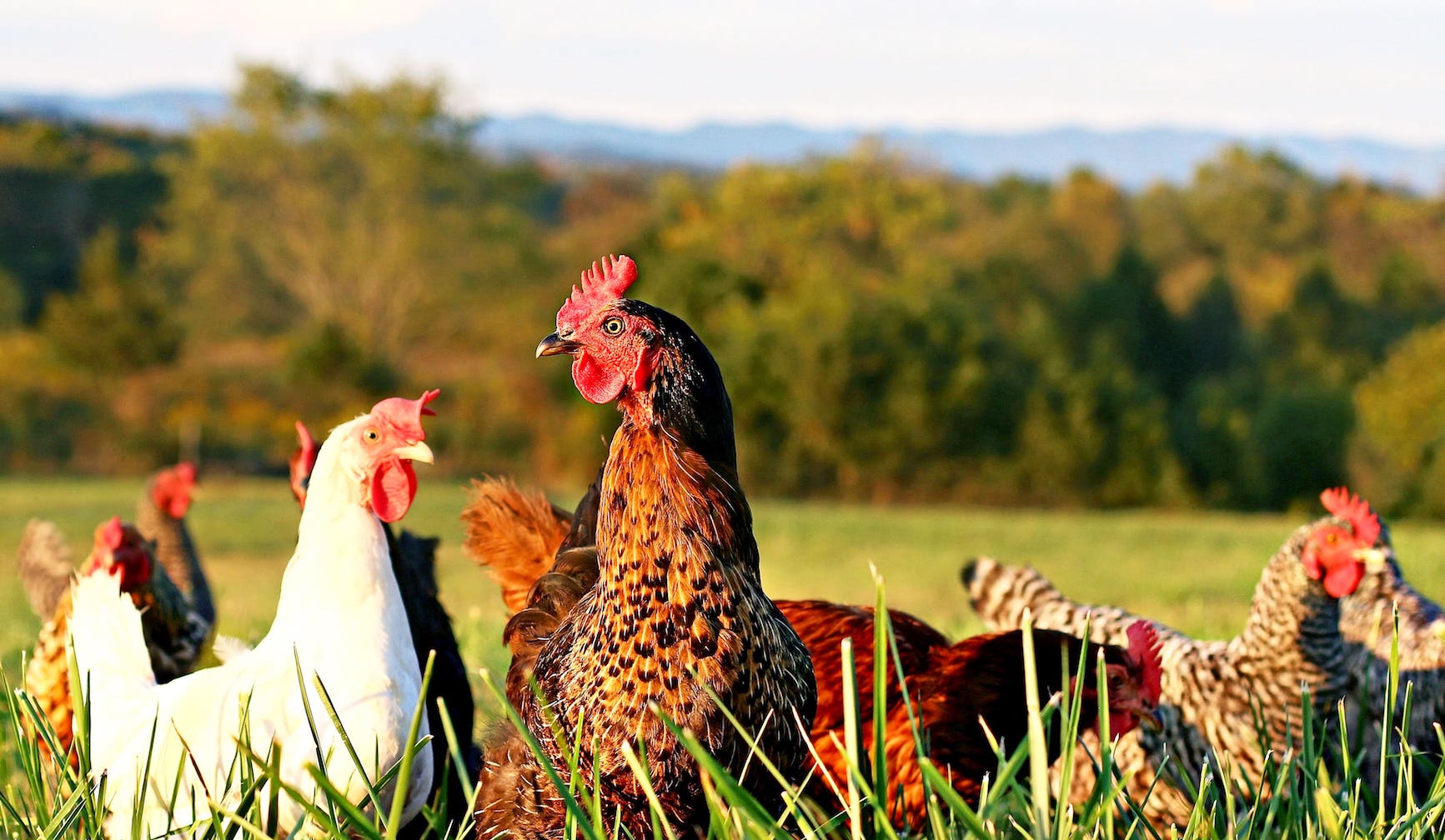 chickens on grass.jpg